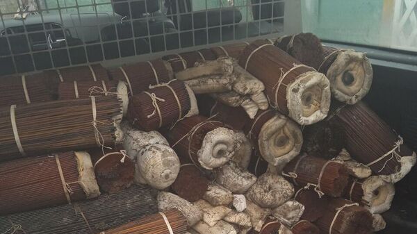 В Херсонской области выявили крупный тайник с тонной артиллерийского пороха в бухтах