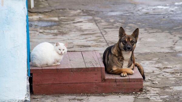Кошка и собака на крыльце дома