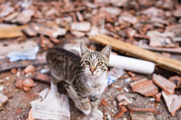 Кошка идет по улице после землетрясения силой 6,4 балла, произошедшего в провинции Хатай на юге Турции