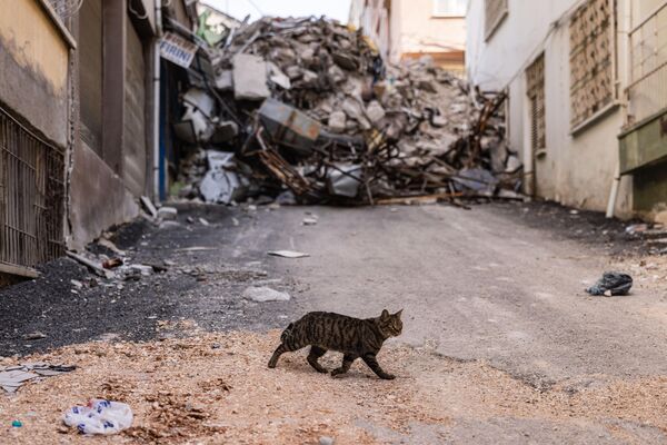 Кошка идет по территории, разрушенной землетрясением в Антакье