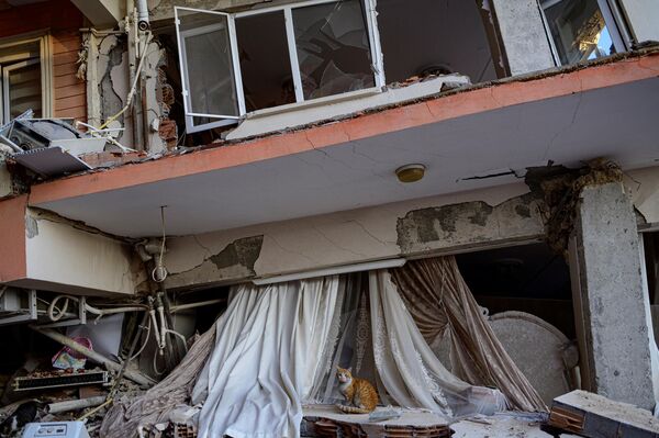 Кошка среди обломков рухнувшего здания в Хатае