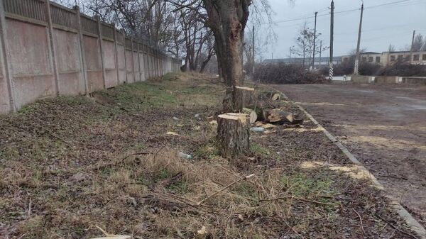 В Керчи незаконно вырубили деревья