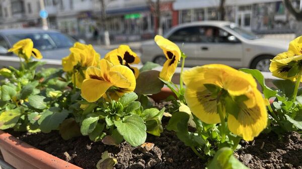Крымскую столицу украсят более тысячи цветочных кашпо