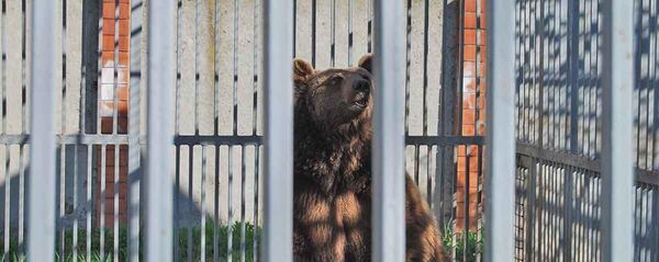 Мариупольский зоопарк Три медведя