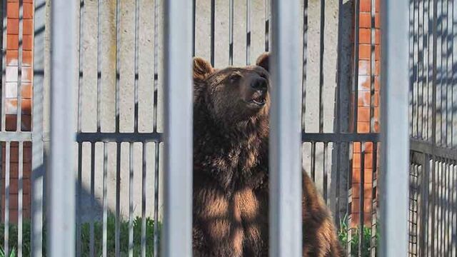 Забор который построил медведь