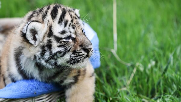Новорожденный амурский тигренок на территории сафари-парка Тайган в Крыму