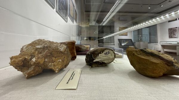 В Севастополе впервые открылась выставка артефактов из музея-заповедника Каменная Могила  