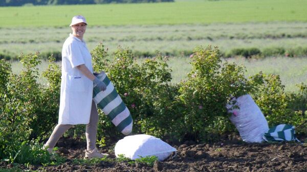 Сбор эфиромасличной розы в Крыму