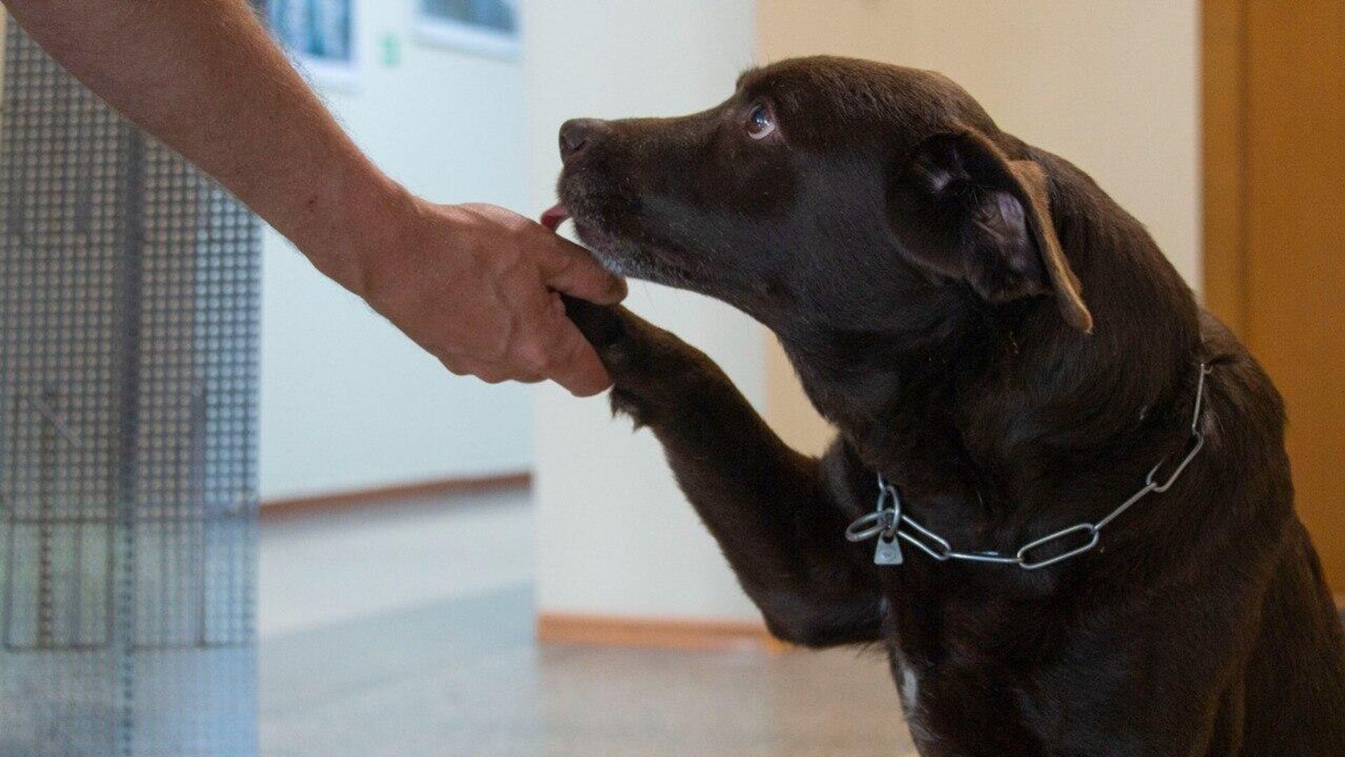 Собака дает лапу хозяину и лижет руку - РИА Новости, 1920, 25.01.2024