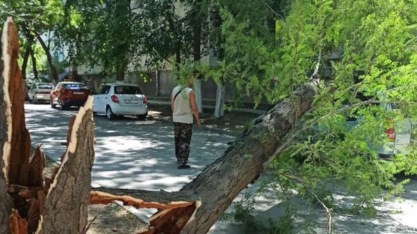 В Феодосии дерево упало на припаркованные автомобили