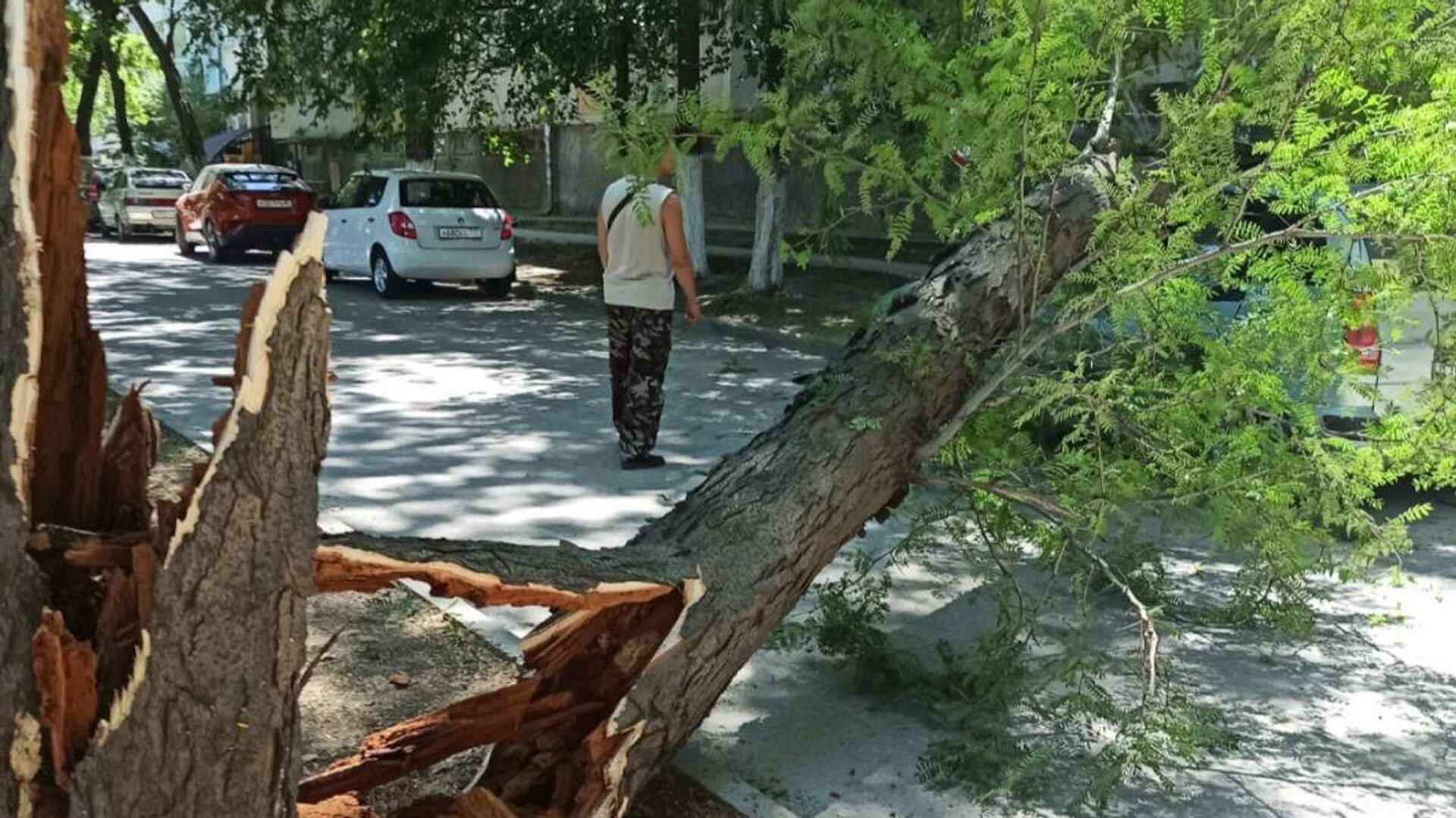 Если на машину упало дерево: юрист объяснил алгоритм возмещения ущерба -  РИА Новости Крым, 21.11.2023