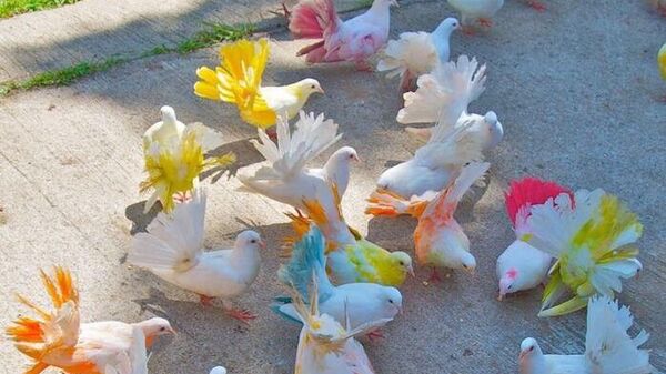 В Евпатории пресекли работу фотографа с цветными голубями