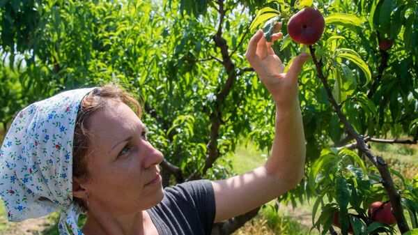 Сбор урожая персиков в Крыму