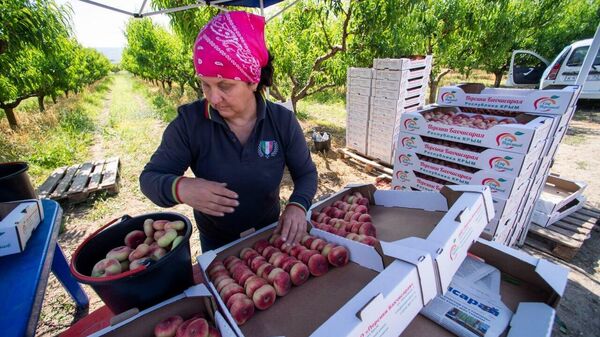 Сбор урожая персиков в Крыму