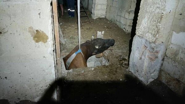 В селе Крымская Роза в Белогорском районе Крыма в подвал провалился бык