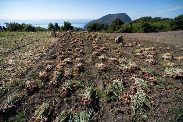 Как правильно хранить красный лук в домашних условиях