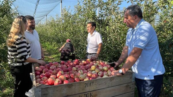 В Крыму приступили к уборке яблок