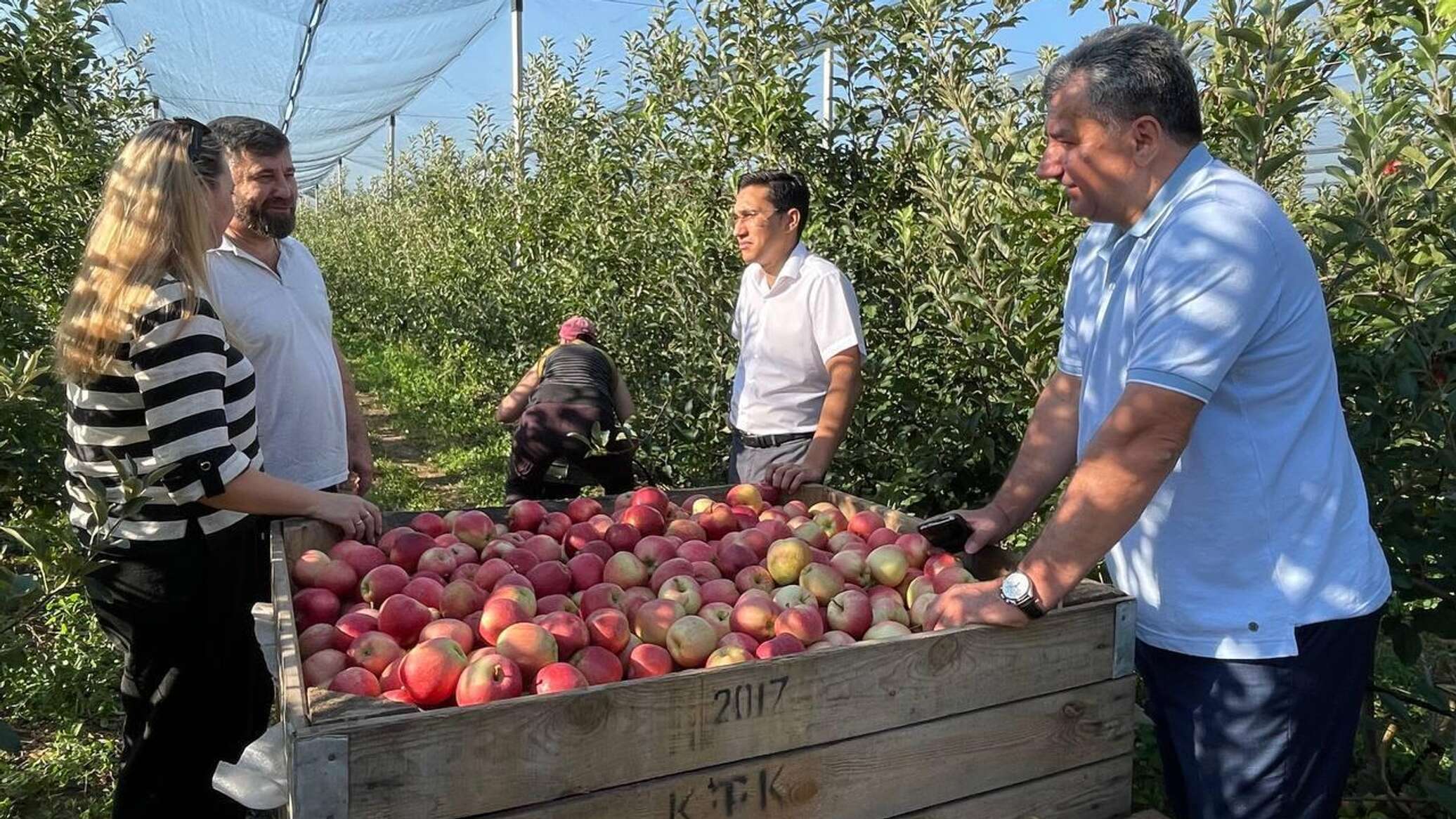Сбор яблок в саду. Работа но яблоки в новодмитриевка. Уборка урожая яблок. Сборщик яблок. Работа но яблоки в новодмитриевка.