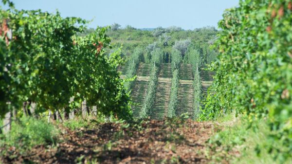 Виноградники Патриса Ле Ланна в Бахчисарайском районе Крыма