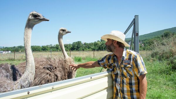Швейцарец Сандро Фонтана вместе с женой выращивают страусов в Крыму