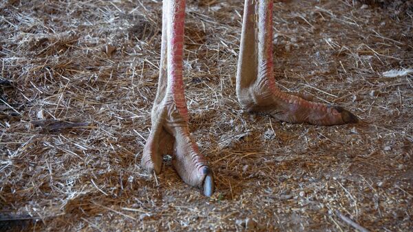У страуса – два очень мощных пальца на ногах, с сильными когтями, которыми он отбивается даже от львов.