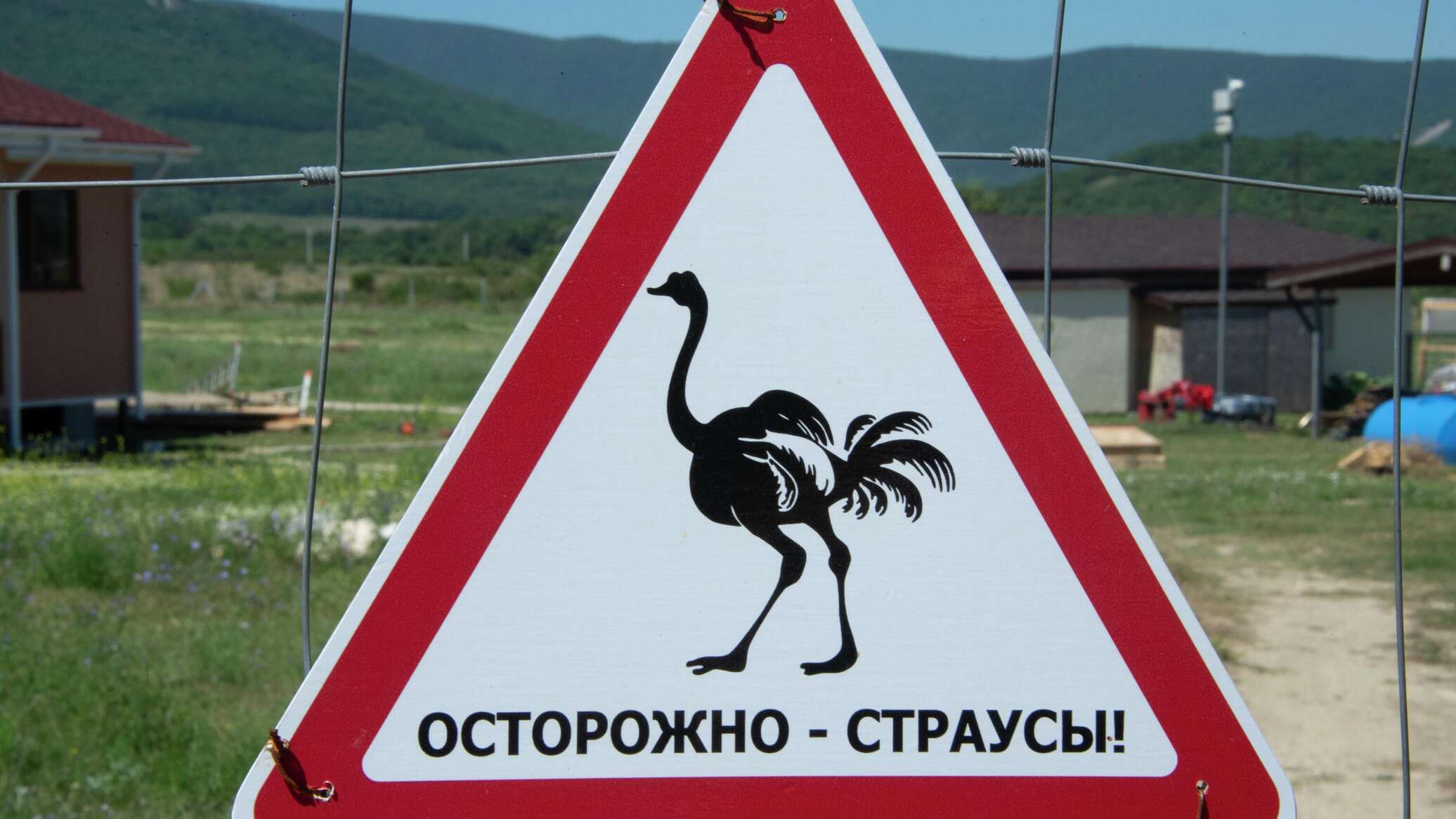 Крымский динозавр: как страусы в предгорьях обосновались - РИА Новости  Крым, 27.08.2023