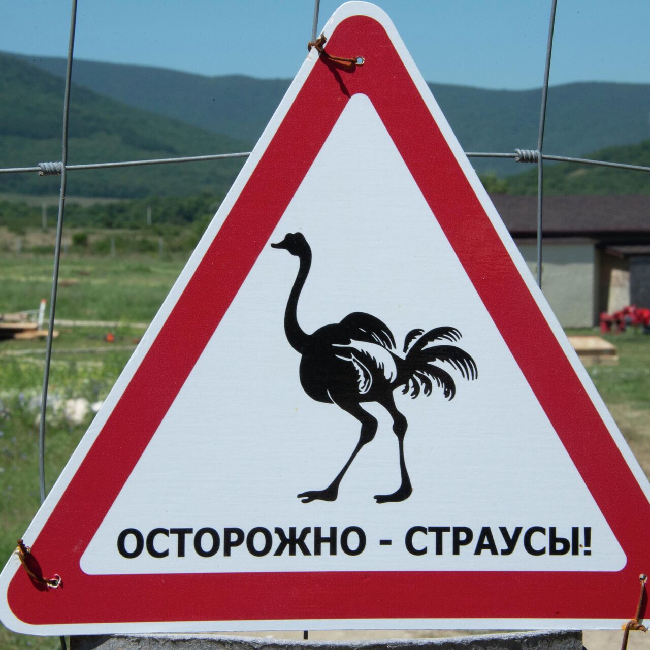 Крымский динозавр: как страусы в предгорьях обосновались - РИА Новости  Крым, 27.08.2023