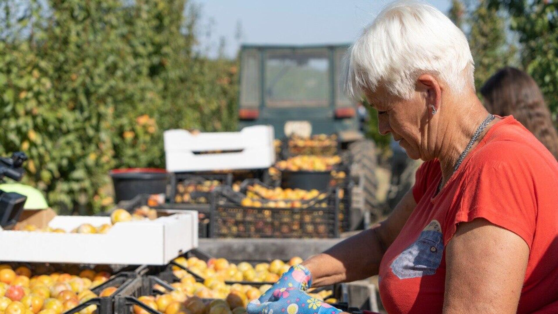 Уходит в Уссурийск: в Крыму начался сбор сливы китайской селекции - РИА  Новости Крым, 13.09.2023