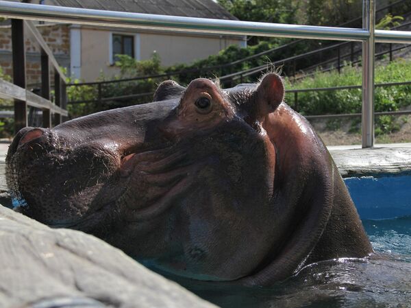 В Бахчисарайском зоопарке поселился бегемот В Бахчисарайском зоопарке поселился бегемот