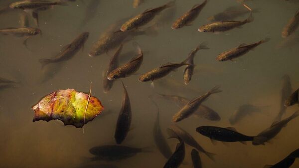 Рыбки в пруду. Осень