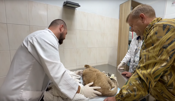 Маленькую львицу ждет операция