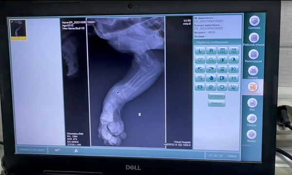 Лапа животного сломана