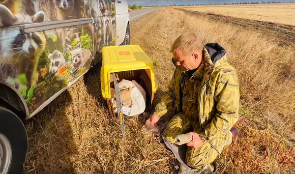 Маленькая львица Асада не может ходить