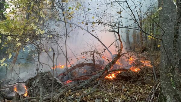 На территории Соколинского участкового лесничества тушат лесной пожар