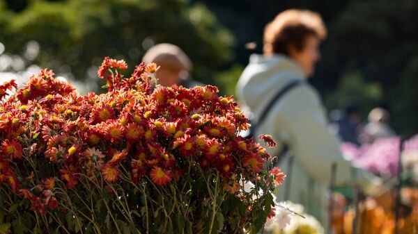  Бал хризантем в Никитском ботаническом саду 2023