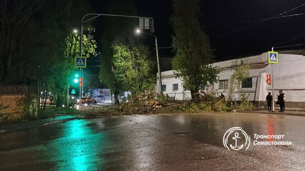 В Севастополе ветер повалил дерево на дорогу