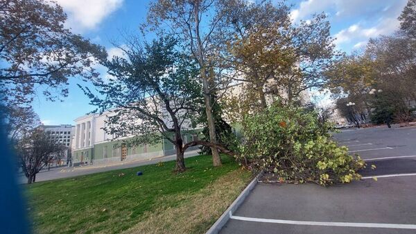 Сильный ветер повалил деревья в Симферополе
