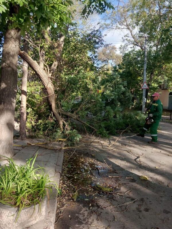 Упавшие деревья в Евпатории