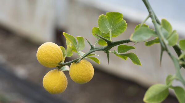Выращивание лимонов в Крыму