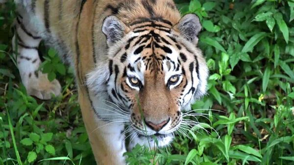 Росприроднадзором ведутся поиски краснокнижного тигра на территории Республики Крым