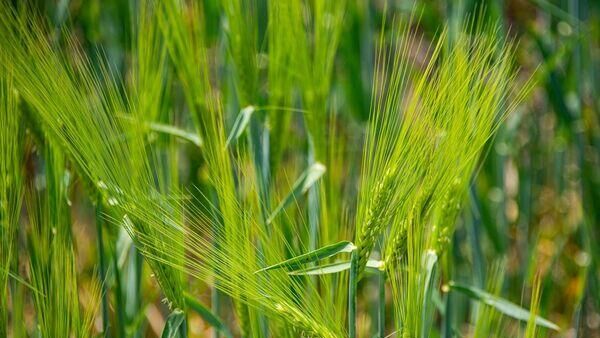 Крымские ученые вывели новые сорта озимого ячменя и пшеницы