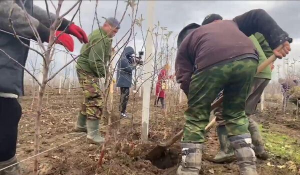 Закладка плодовых садов в Кировском районе Крыма