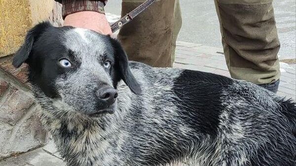 В Крыму спасатели достали из пятиметрового ущелья упавшую со скалы охотничью собаку