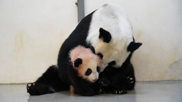 Детеныш панды, родившийся в зоопарке Москвы