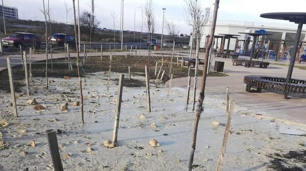 В парке Победы в Севастополе незаконные земельные работы едва не погубили молодые деревья