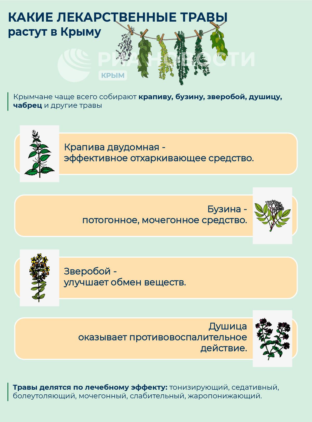 Лекарственные травы в Крыму: где растут и от чего помогают - РИА Новости  Крым, 04.02.2024