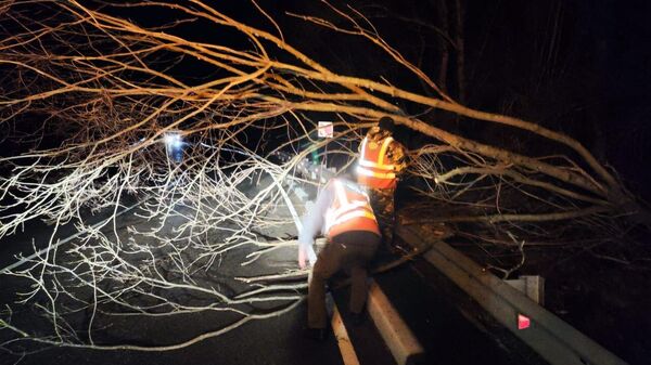 На дорогу Ялта-Севастополь ветром повалило несколько деревьев