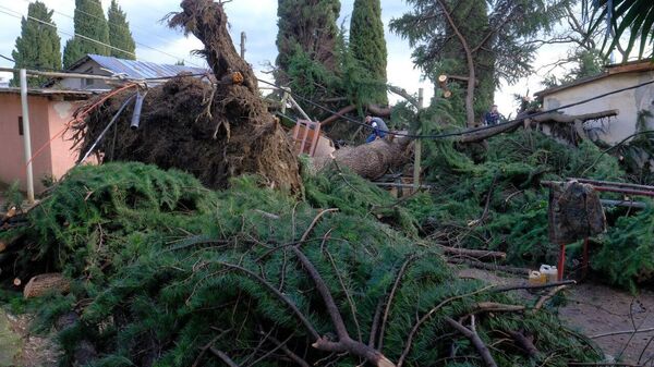 250-летний кедр рухнул в Ялте после ночного урагана
