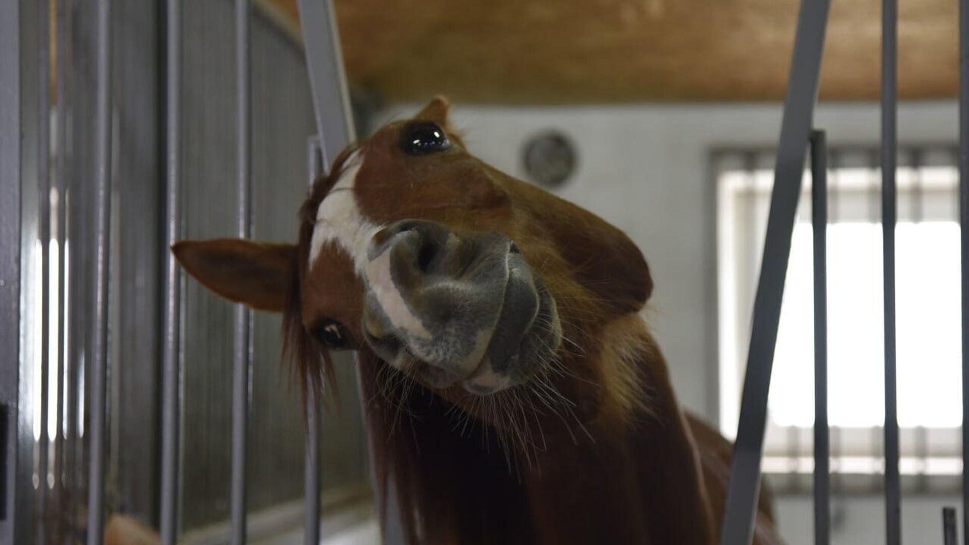 Вакцинация лошадей от сибирской язвы прошла на ферме в Симферопольском районе - РИА Новости, 1920, 14.02.2024