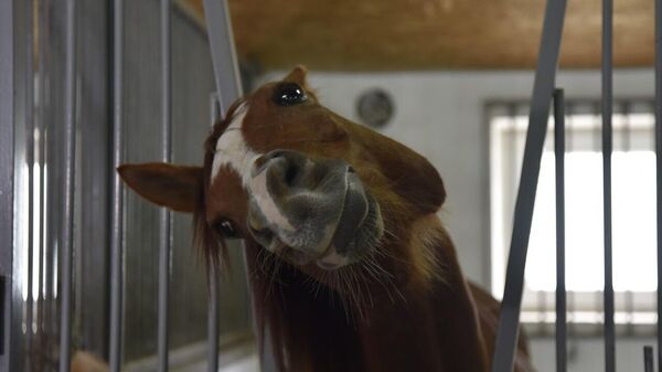 Вакцинация лошадей от сибирской язвы прошла на ферме в Симферопольском районе